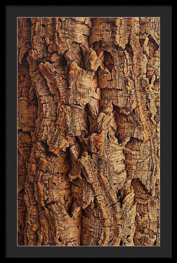 Cork Texture Close Up