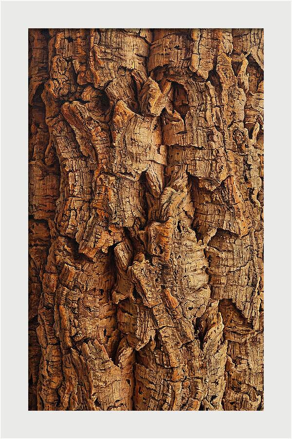 Cork Texture Close Up