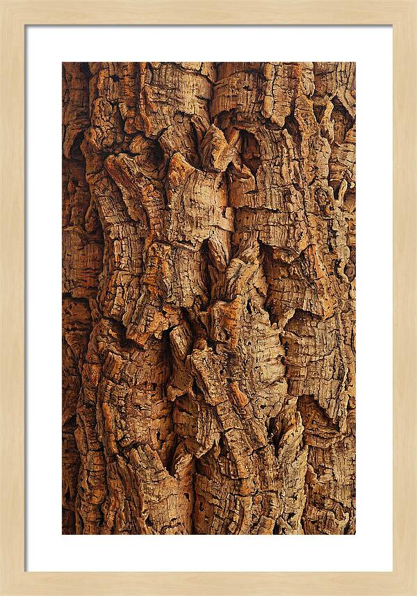 Cork Texture Close Up