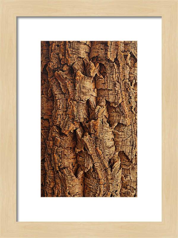 Cork Texture Close Up