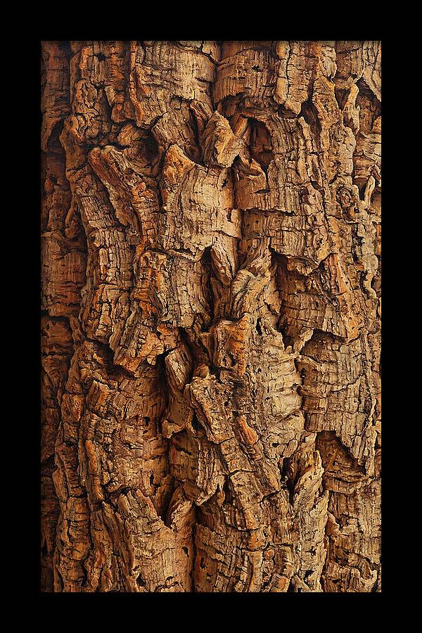 Cork Texture Close Up