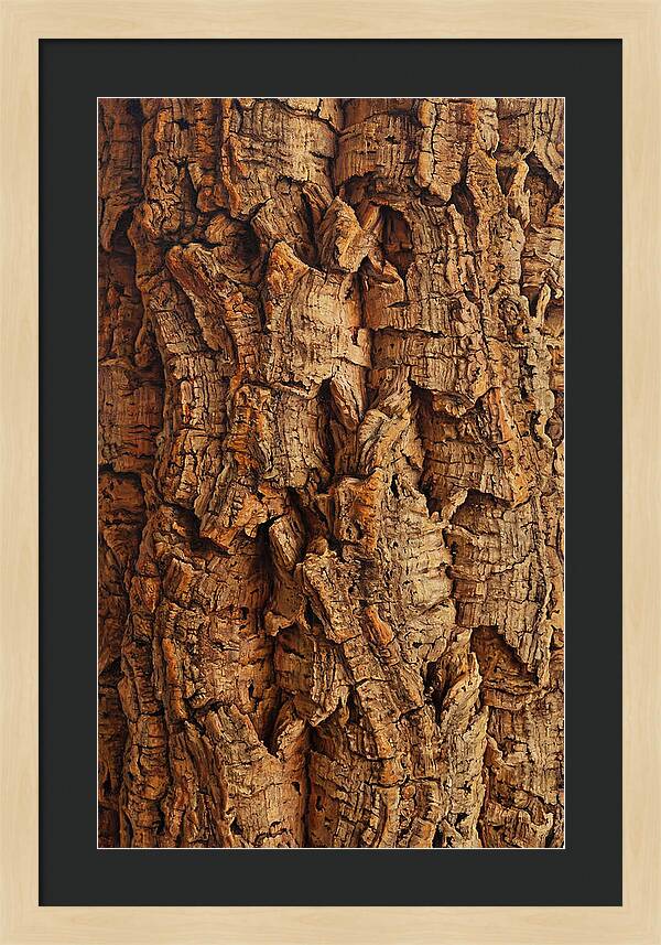 Cork Texture Close Up