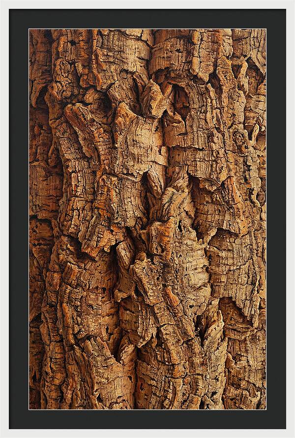 Cork Texture Close Up