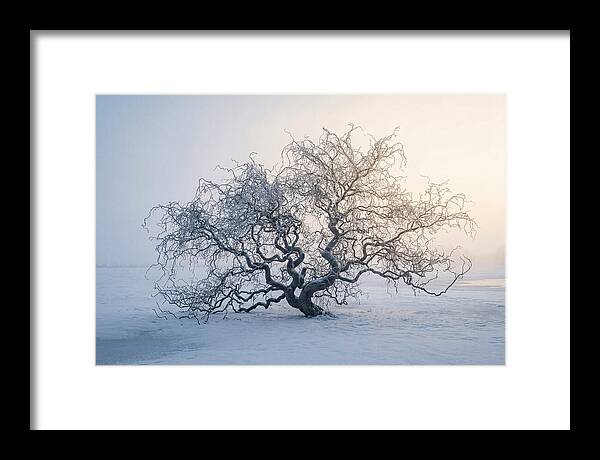 Corkscrew Willow In Winter Light