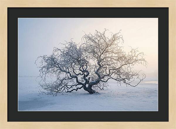 Corkscrew Willow In Winter Light