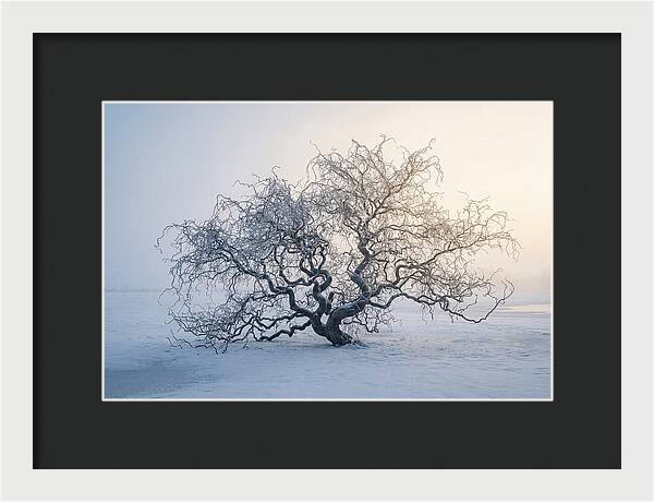 Corkscrew Willow In Winter Light