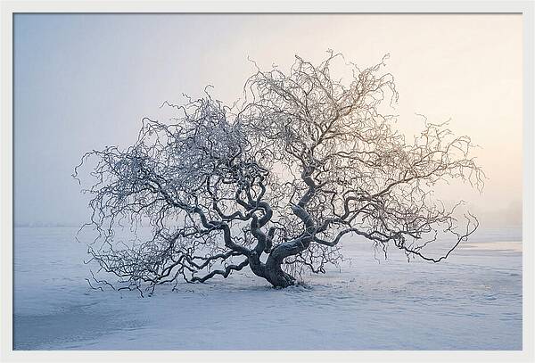Corkscrew Willow In Winter Light