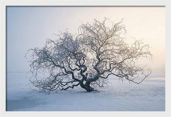 Corkscrew Willow In Winter Light