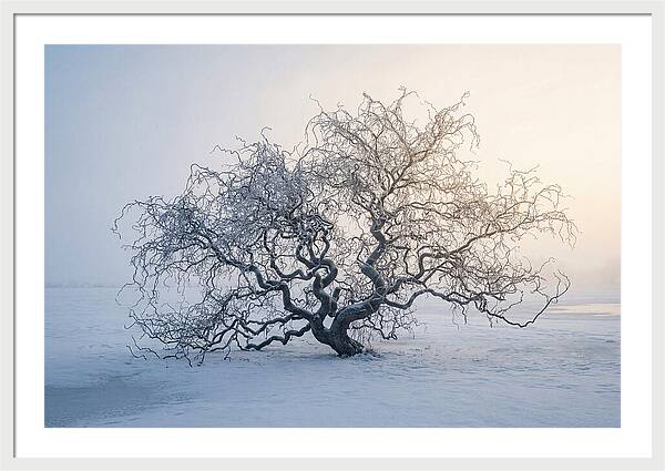 Corkscrew Willow In Winter Light