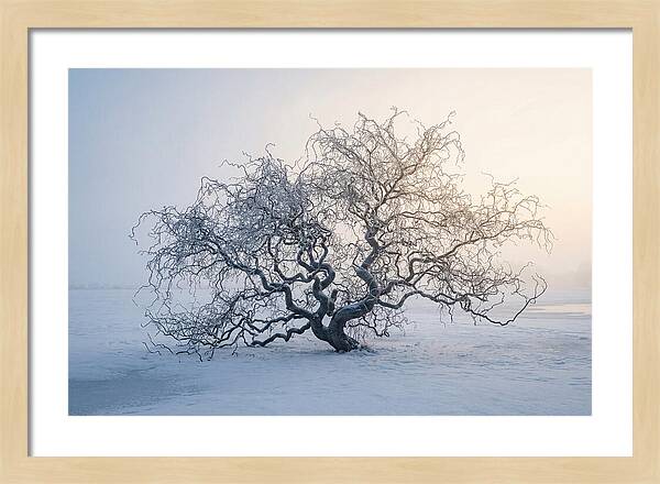 Corkscrew Willow In Winter Light