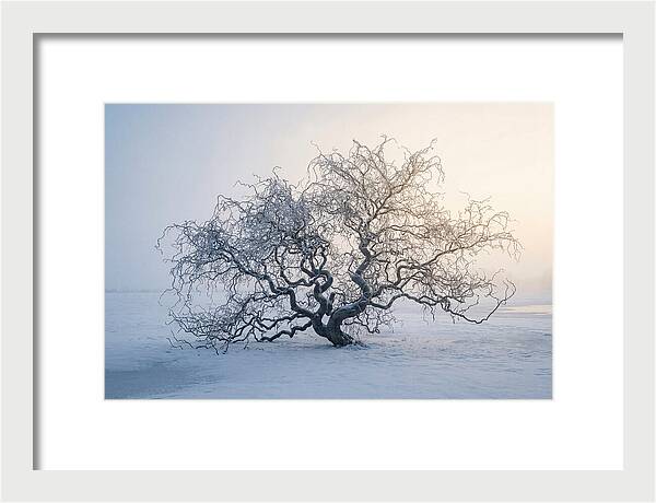 Corkscrew Willow In Winter Light