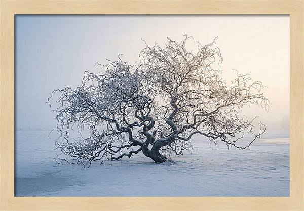 Corkscrew Willow In Winter Light