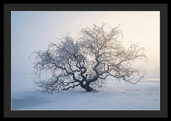 Corkscrew Willow In Winter Light
