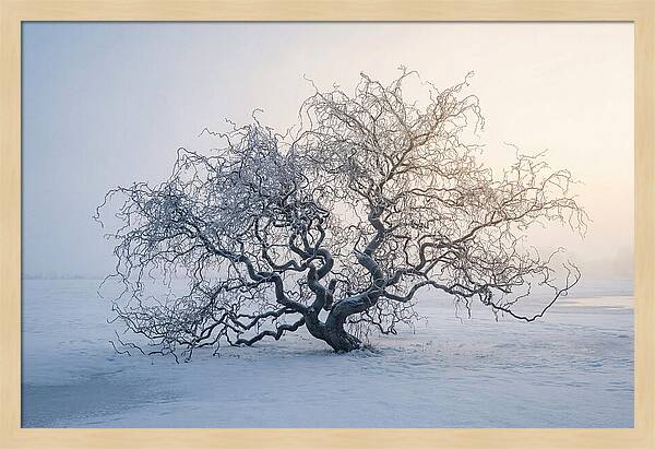 Corkscrew Willow In Winter Light