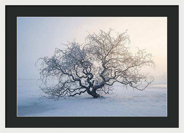 Corkscrew Willow In Winter Light