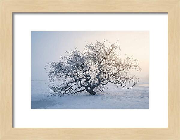 Corkscrew Willow In Winter Light