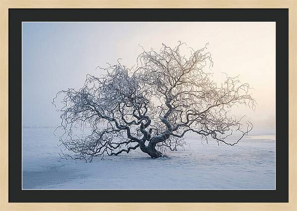 Corkscrew Willow In Winter Light