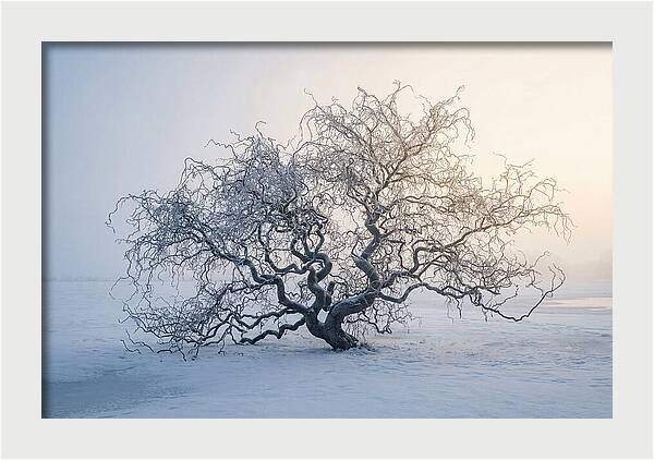 Corkscrew Willow In Winter Light