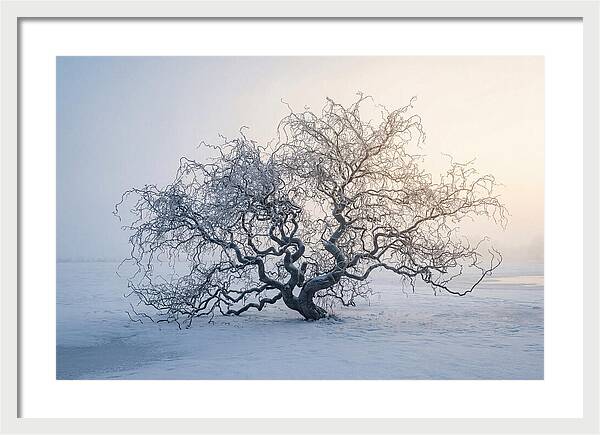 Corkscrew Willow In Winter Light