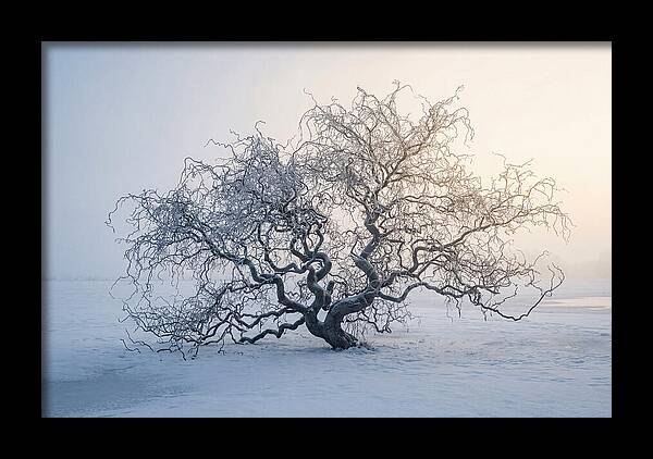 Corkscrew Willow In Winter Light