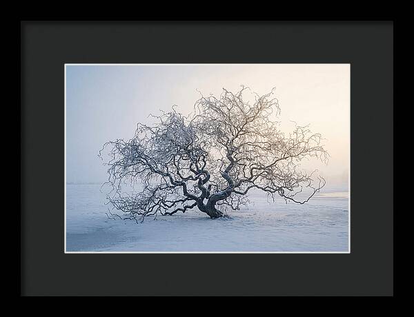 Corkscrew Willow In Winter Light