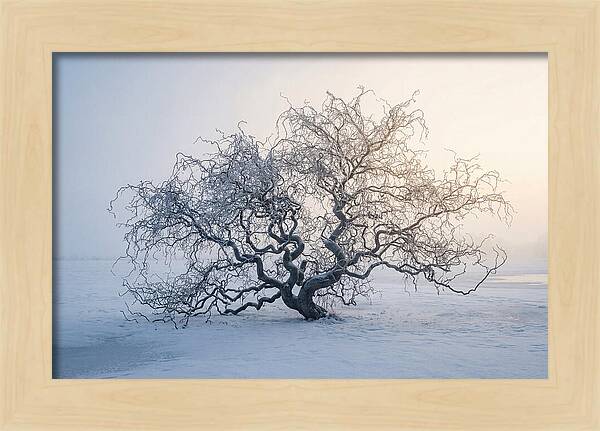 Corkscrew Willow In Winter Light