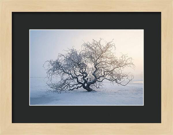 Corkscrew Willow In Winter Light