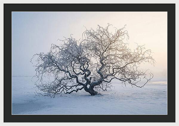 Corkscrew Willow In Winter Light