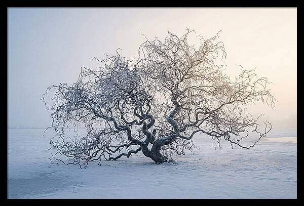 Corkscrew Willow In Winter Light