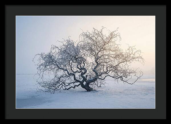 Corkscrew Willow In Winter Light