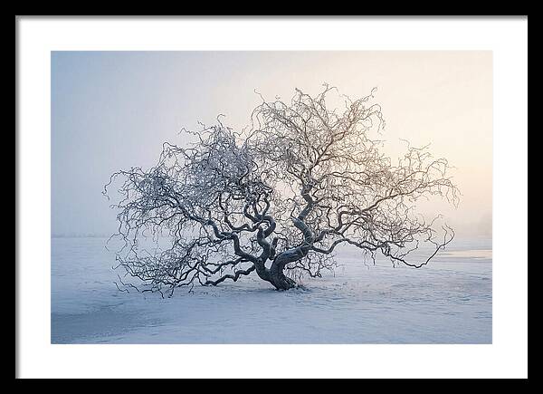 Corkscrew Willow In Winter Light