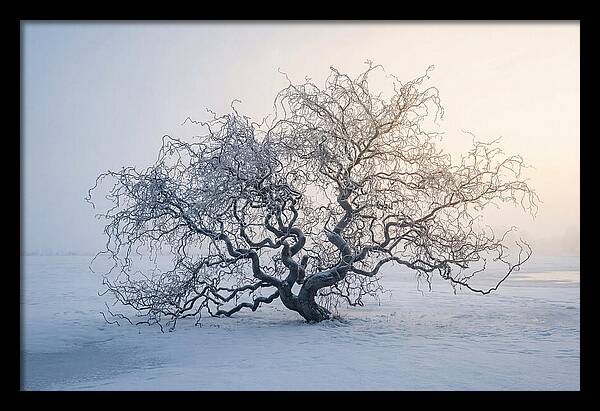 Corkscrew Willow In Winter Light