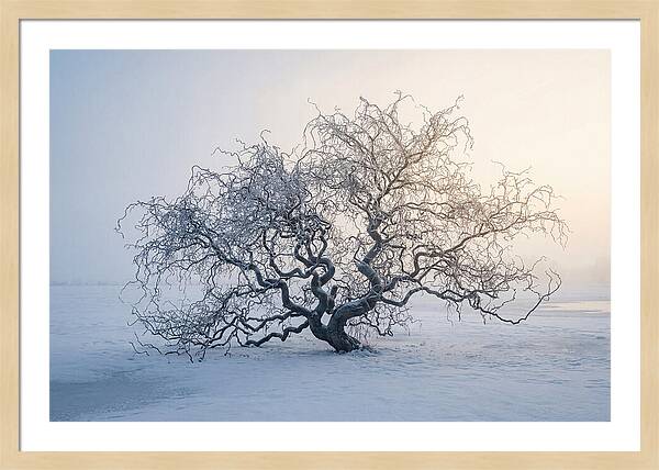Corkscrew Willow In Winter Light