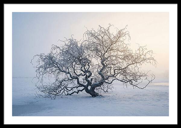 Corkscrew Willow In Winter Light