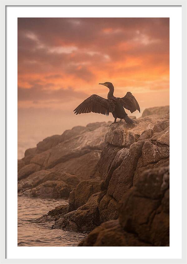 Cormorant Drying Wings At Sunset