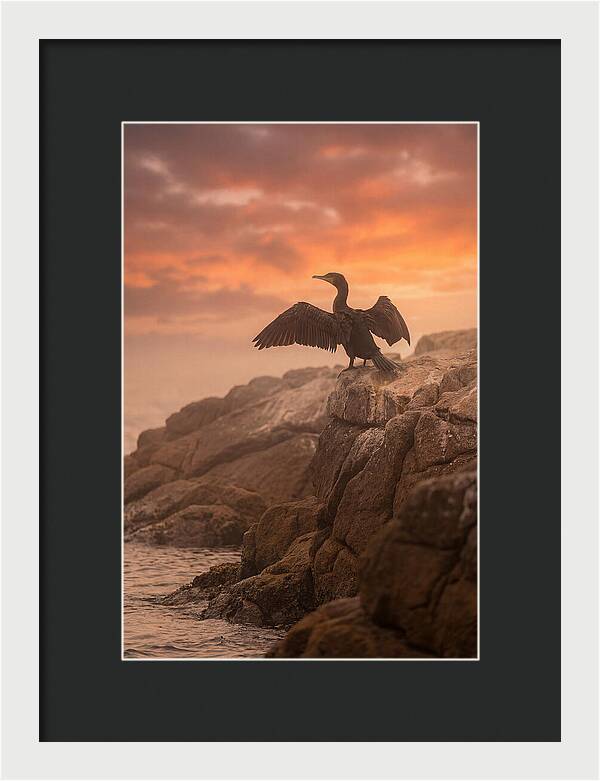Cormorant Drying Wings At Sunset