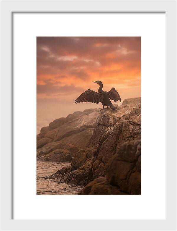 Cormorant Drying Wings At Sunset