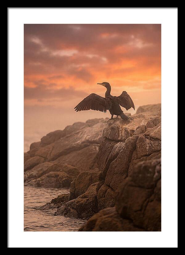 Cormorant Drying Wings At Sunset