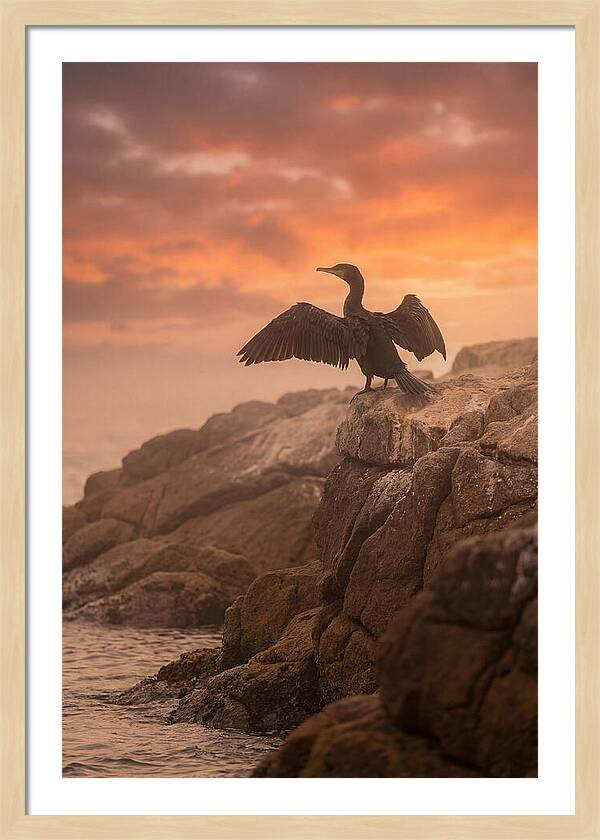 Cormorant Drying Wings At Sunset