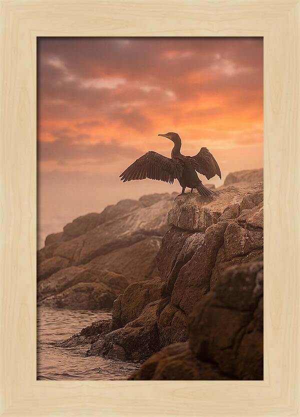 Cormorant Drying Wings At Sunset