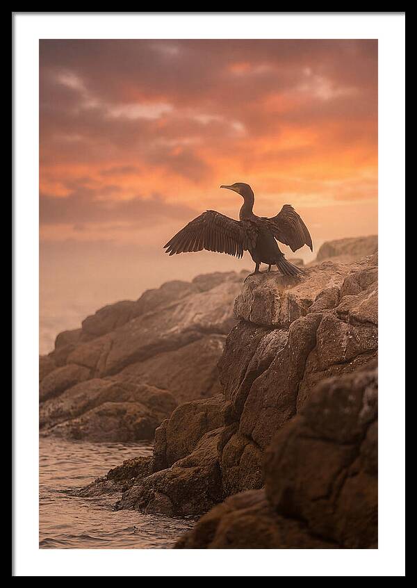 Cormorant Drying Wings At Sunset