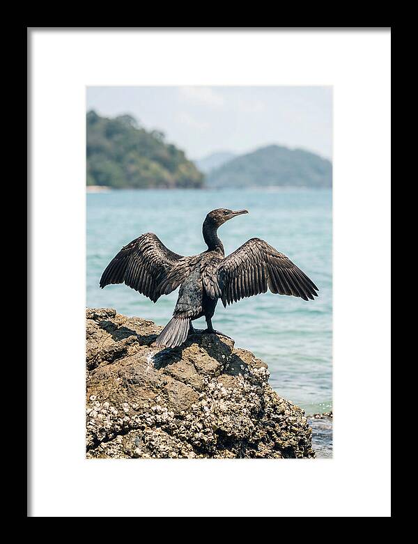 Cormorant Spreading Its Wings