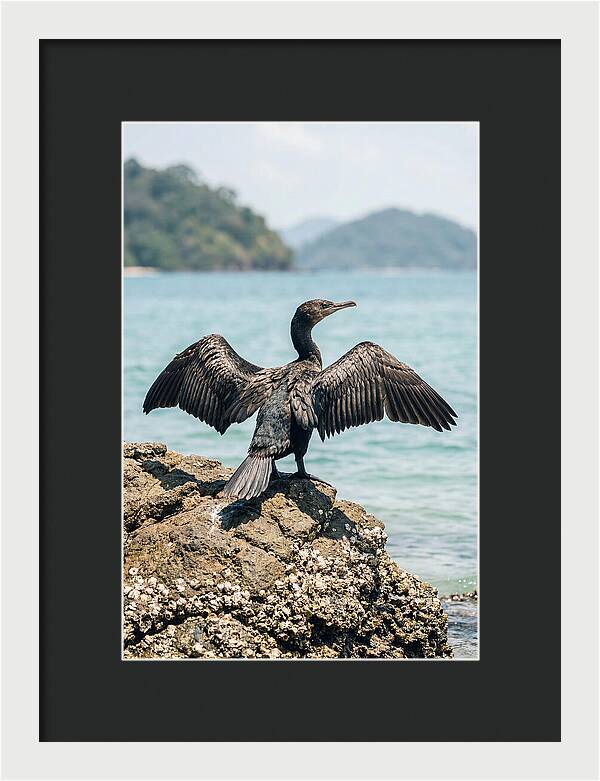Cormorant Spreading Its Wings