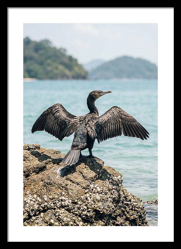 Cormorant Spreading Its Wings