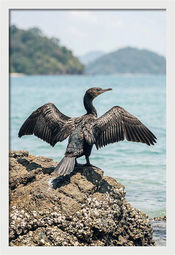 Cormorant Spreading Its Wings