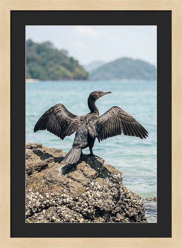 Cormorant Spreading Its Wings