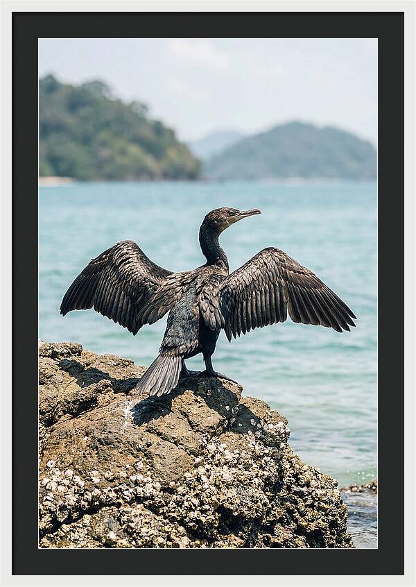Cormorant Spreading Its Wings