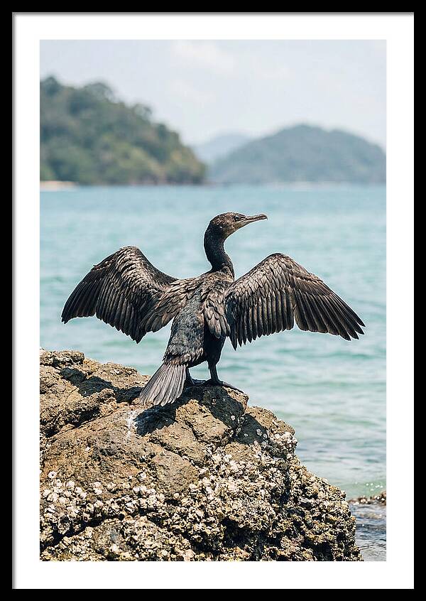 Cormorant Spreading Its Wings
