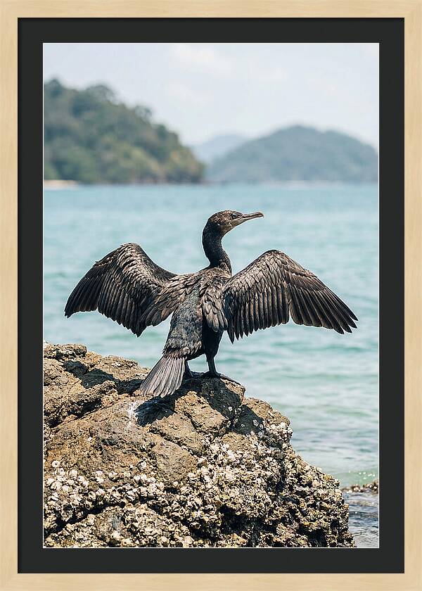 Cormorant Spreading Its Wings