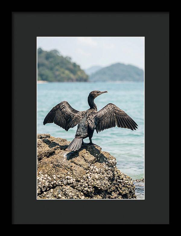 Cormorant Spreading Its Wings